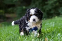 Graham, a male Miniature Bernedoodle for sale in Apple Creek, OH – 5 of 8