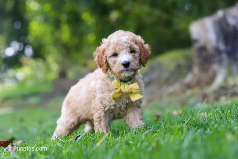 Denali – Miniature Goldendoodle puppy for sale in Apple Creek, OH