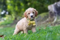 Denali, a male Miniature Goldendoodle for sale in Apple Creek, OH – 1 of 3