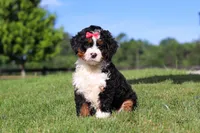 Pistachio, a female Miniature Bernedoodle for sale in Apple Creek, OH – 2 of 6