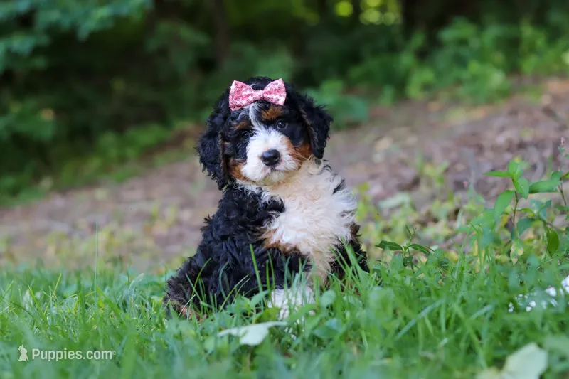 Reese – Miniature Bernedoodle puppy for sale in Apple Creek, OH