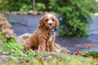 Everly, a male Miniature Goldendoodle for sale in Apple Creek, OH – 2 of 4