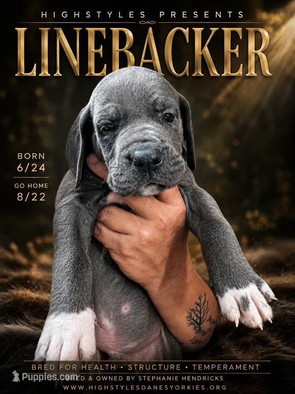 Linebacker – Great Dane puppy for sale in Houston, OH