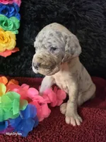 Tala, a female Great Dane for sale in Houston, OH – 2 of 3