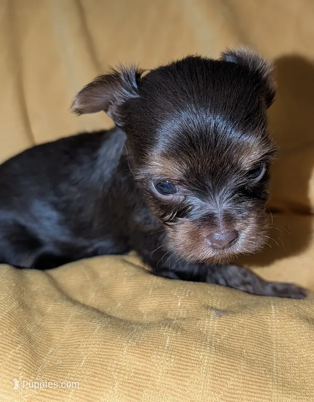 Hershey – Yorkshire Terrier puppy for sale in Houston, OH