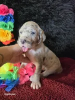 Tala, a female Great Dane for sale in Houston, OH – 3 of 3