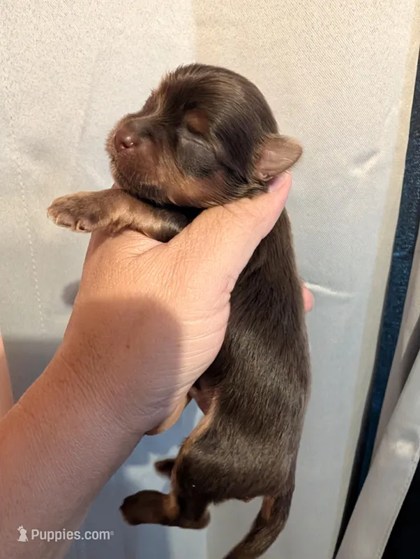 Hershey – Yorkshire Terrier puppy for sale in Houston, OH