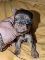 Hershey, a male Yorkshire Terrier for sale in Houston, OH – 3 of 4