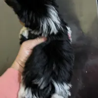 Sven, a male Yorkshire Terrier for sale in Houston, OH – Photo 3 of 6