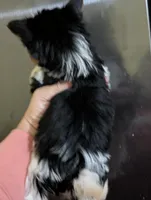 Sven, a male Yorkshire Terrier for sale in Houston, OH – Photo 3 of 6