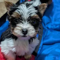 Sven, a male Yorkshire Terrier for sale in Houston, OH – Photo 6 of 6
