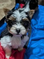 Sven, a male Yorkshire Terrier for sale in Houston, OH – Photo 6 of 6