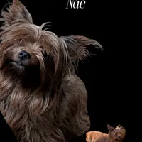 Sven, a male Yorkshire Terrier for sale in Houston, OH – Photo 4 of 6