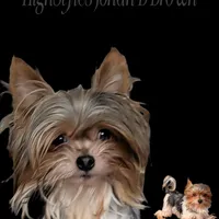 Sven, a male Yorkshire Terrier for sale in Houston, OH – Photo 2 of 6