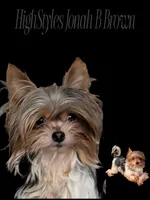 Sven, a male Yorkshire Terrier for sale in Houston, OH – Photo 2 of 6