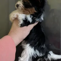 Sven, a male Yorkshire Terrier for sale in Houston, OH – Photo 1 of 6