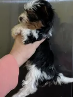 Sven, a male Yorkshire Terrier for sale in Houston, OH – Photo 1 of 6