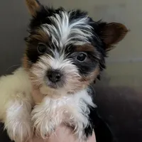 Sven, a male Yorkshire Terrier for sale in Houston, OH – Photo 5 of 6