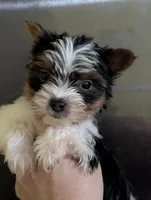 Sven, a male Yorkshire Terrier for sale in Houston, OH – Photo 5 of 6