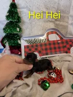 Hei Hei, a male Yorkshire Terrier for sale in Houston, OH – Photo 4 of 6