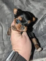 Hei Hei, a male Yorkshire Terrier for sale in Houston, OH – Photo 1 of 6