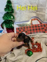 Hei Hei, a male Yorkshire Terrier for sale in Houston, OH – Photo 2 of 6