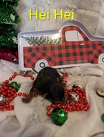 Hei Hei, a male Yorkshire Terrier for sale in Houston, OH – Photo 3 of 6