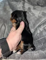 Hei Hei, a male Yorkshire Terrier for sale in Houston, OH – Photo 6 of 6