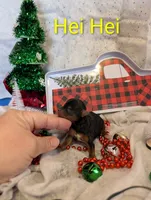 Hei Hei, a male Yorkshire Terrier for sale in Houston, OH – Photo 5 of 6