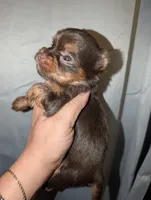 Hershey, a male Yorkshire Terrier for sale in Houston, OH – 4 of 4