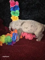 Tala, a female Great Dane for sale in Houston, OH – 1 of 3