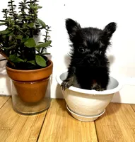 Bear, a male French Bulldog and Yorkshire Terrier for sale in Mount Carmel, PA – Photo 7 of 8