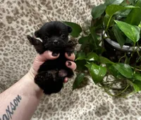 Bear, a male French Bulldog and Yorkshire Terrier for sale in Mount Carmel, PA – Photo 5 of 8