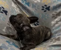 Tucker, a male French Bulldog and Pug for sale in Mount Carmel, PA – 2 of 5