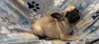 Hazel, a female French Bulldog and Pug for sale in Mount Carmel, PA – 1 of 4
