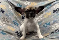 Olive, a male French Bulldog and Pug for sale in Mount Carmel, PA – 2 of 5