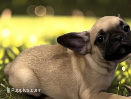 Hazel – French Bulldog puppy for sale in Mount Carmel, PA