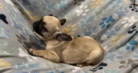 Hazel, a female French Bulldog and Pug for sale in Mount Carmel, PA – 2 of 4