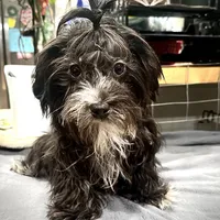 Dusty CKC, a female Yorkshire Terrier for sale in Mount Carmel, PA – Photo 2 of 9