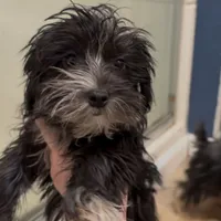 Dusty CKC, a female Yorkshire Terrier for sale in Mount Carmel, PA – Photo 5 of 9