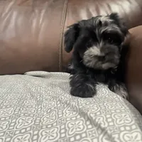 Dusty CKC, a female Yorkshire Terrier for sale in Mount Carmel, PA – Photo 9 of 9