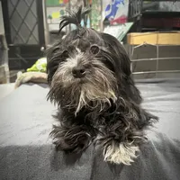 Dusty CKC, a female Yorkshire Terrier for sale in Mount Carmel, PA – Photo 1 of 9