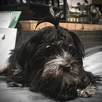 Dusty CKC, a female Yorkshire Terrier for sale in Mount Carmel, PA – Photo 3 of 9