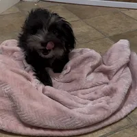 Dusty CKC, a female Yorkshire Terrier for sale in Mount Carmel, PA – Photo 4 of 9