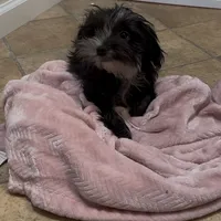 Dusty CKC, a female Yorkshire Terrier for sale in Mount Carmel, PA – Photo 7 of 9