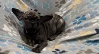 Tucker, a male French Bulldog and Pug for sale in Mount Carmel, PA – 5 of 5