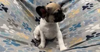 Olive, a male French Bulldog and Pug for sale in Mount Carmel, PA – 4 of 5
