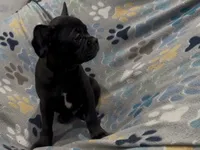 Ace, a male French Bulldog and Pug for sale in Mount Carmel, PA – 3 of 5