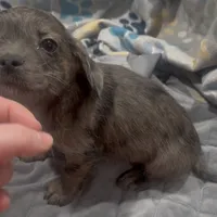 Bleu , a male French Bulldog and Yorkshire Terrier for sale in Mount Carmel, PA – Photo 7 of 10