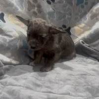 Bleu , a male French Bulldog and Yorkshire Terrier for sale in Mount Carmel, PA – Photo 4 of 10